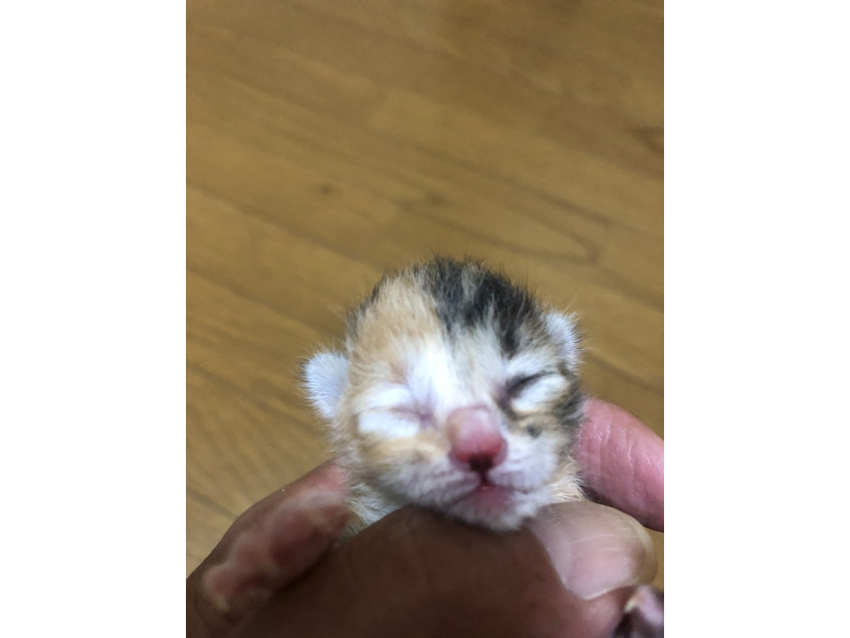 生後2日の子猫