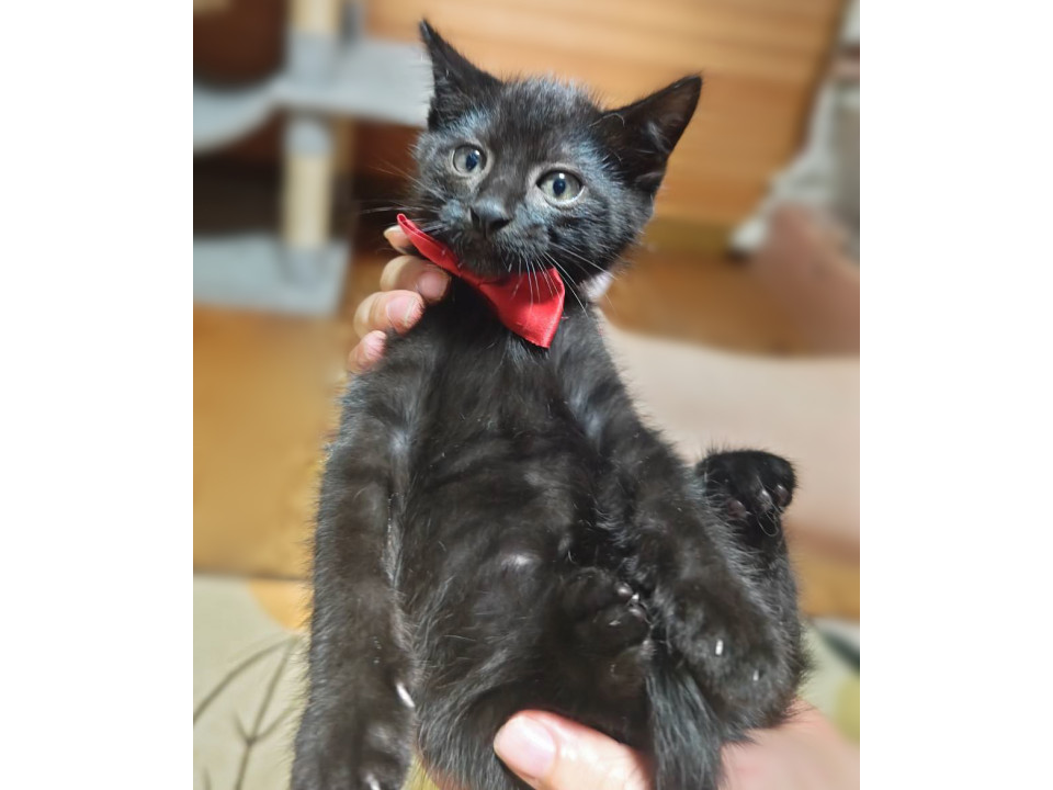 まんまる3兄妹!黒猫『まめ君』1ヶ月半