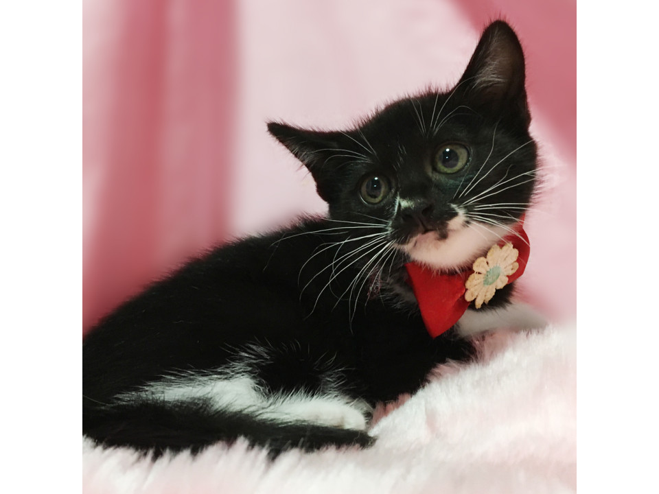 くりくりお目目！甘えん坊『ごまちゃん』