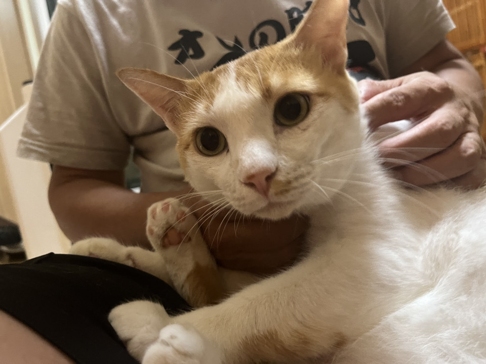超甘えん坊の茶白くん