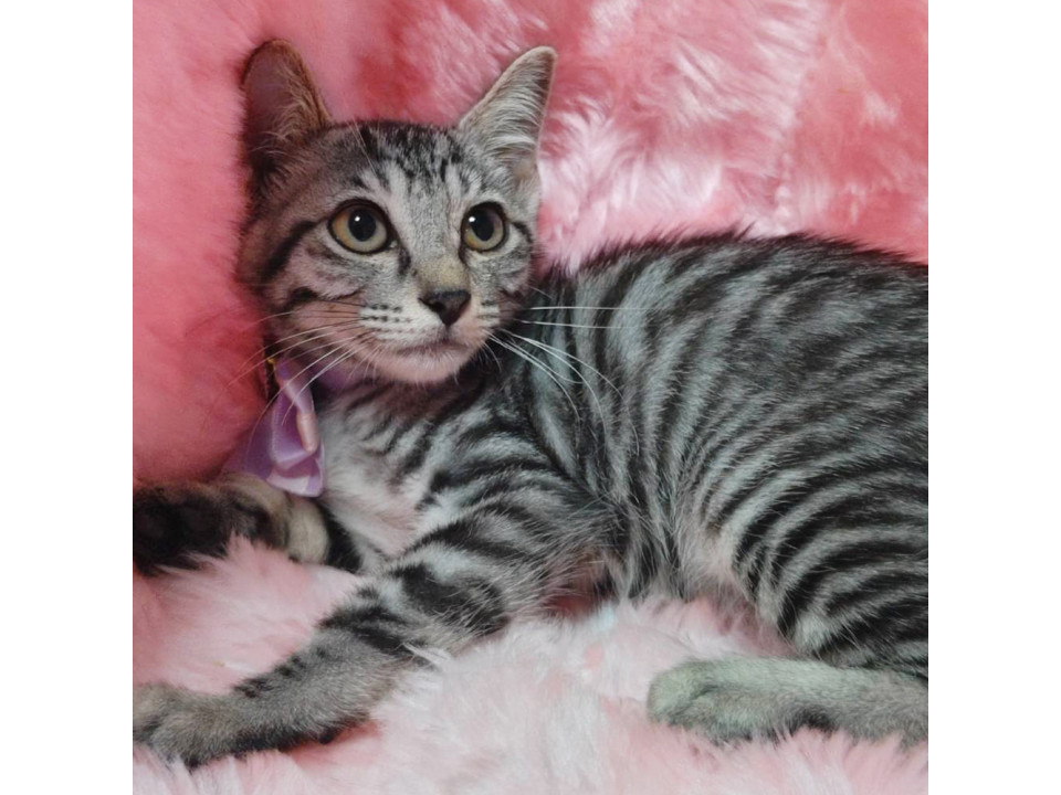 銀狐みたいなグレーの美猫『コハク君』