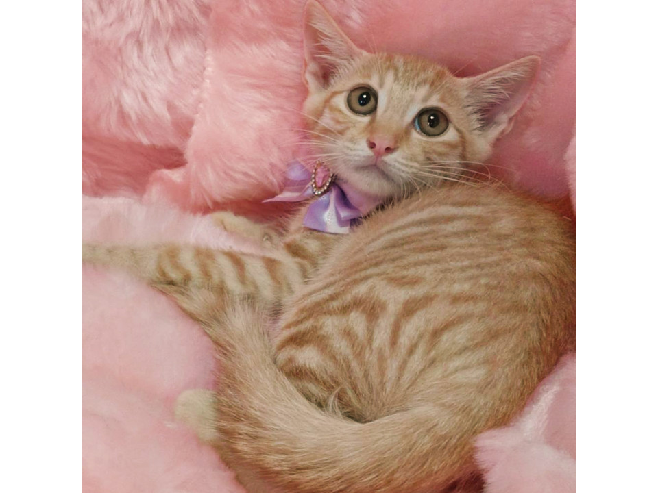 フェネックみたい！クリーム茶トラ いなり