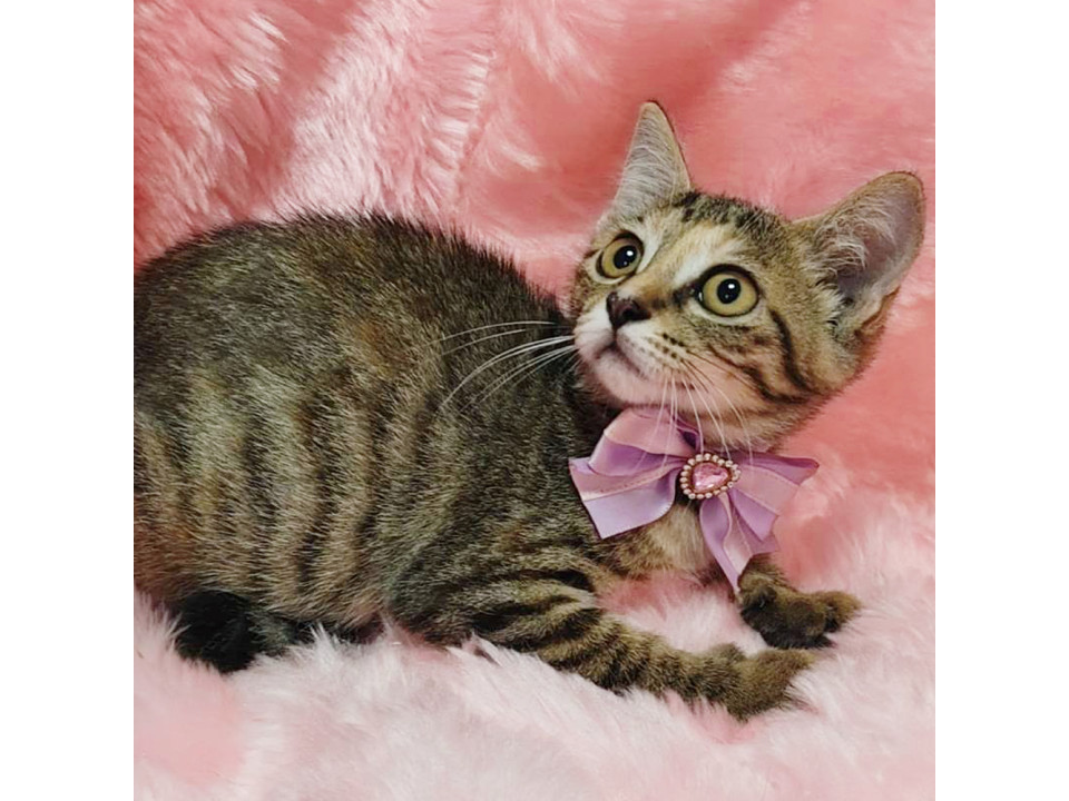 麦わらの美猫『鈴ちゃん』３ヶ月