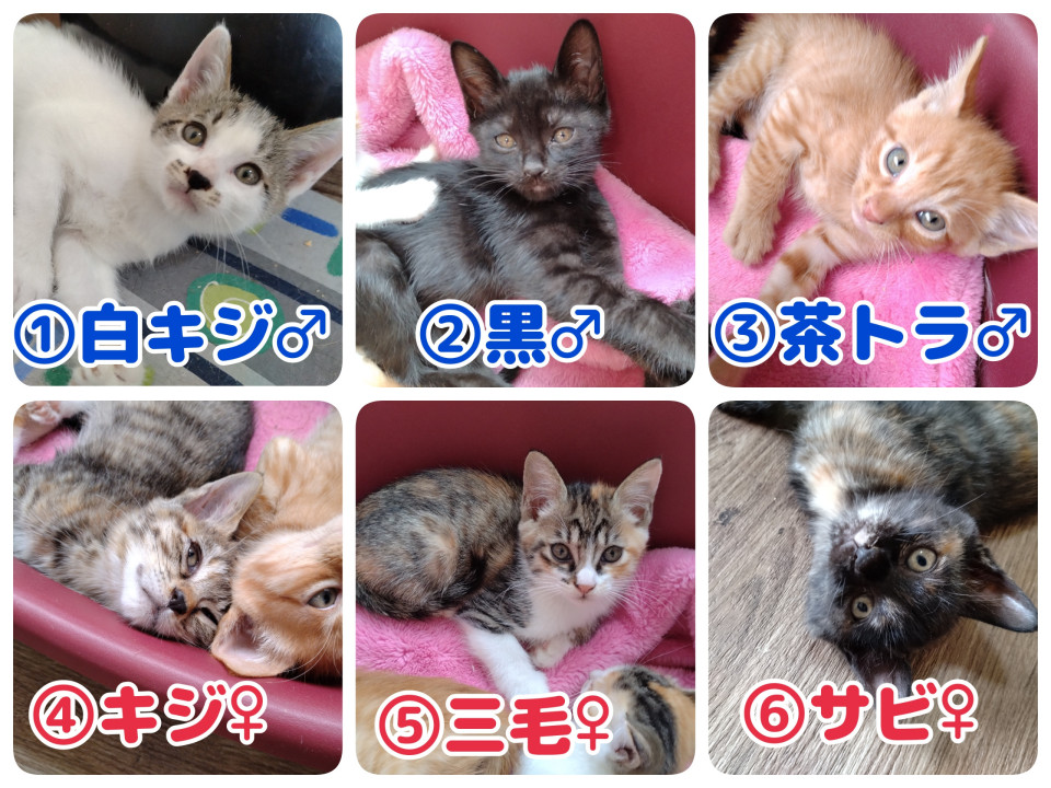 【多頭案件】子猫12匹、若猫10匹前後。