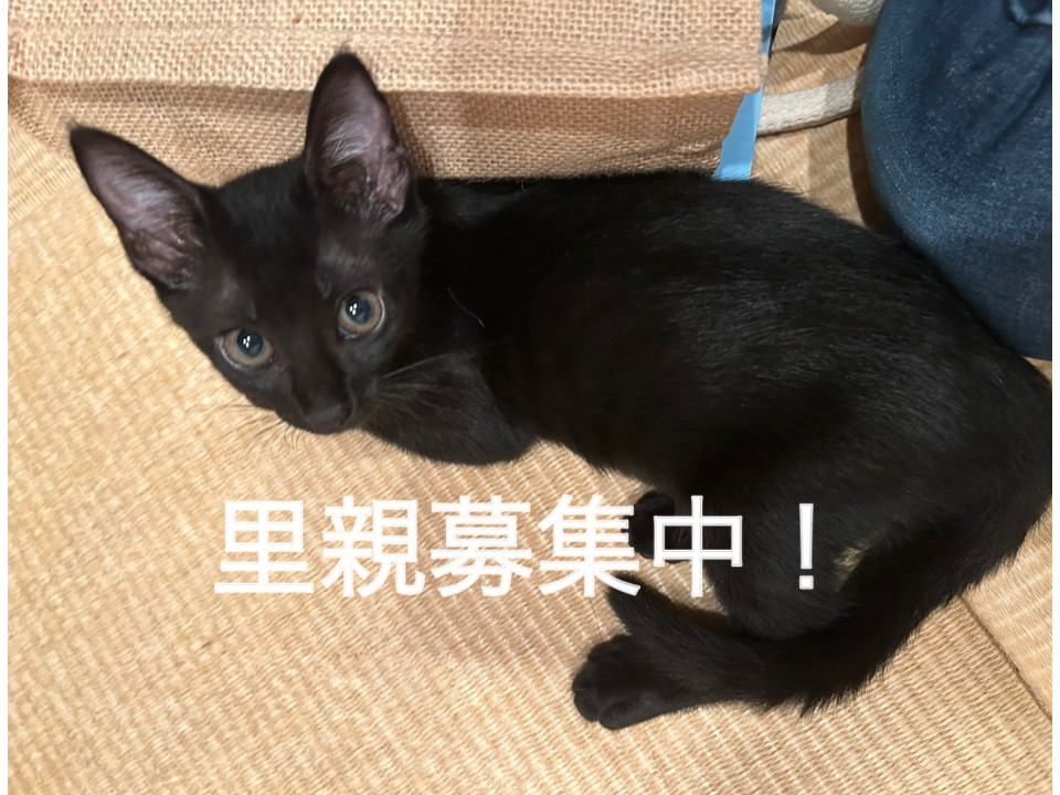 エイズキャリア 人懐っこく甘えたな黒猫