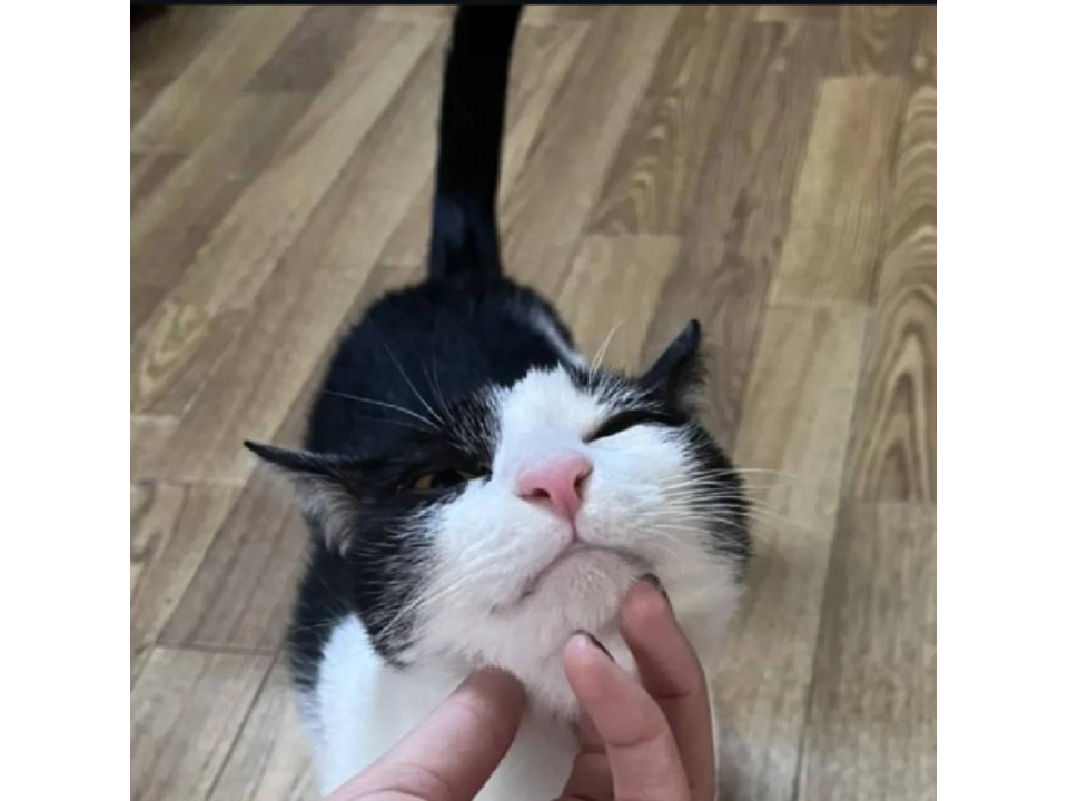人馴れしています ミーくん