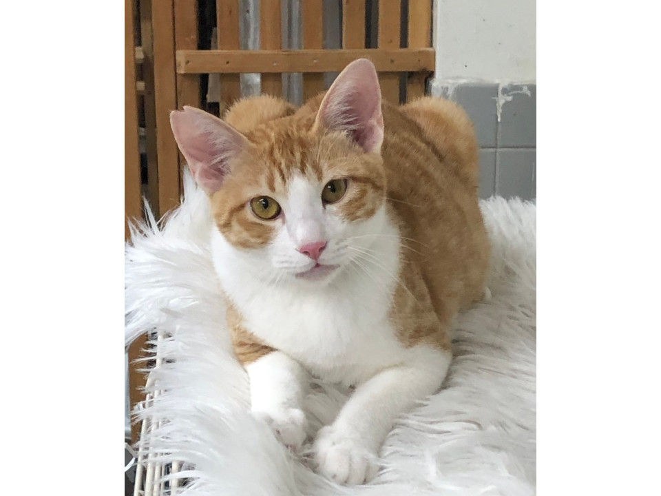 好奇心全開★元気な茶トラくん