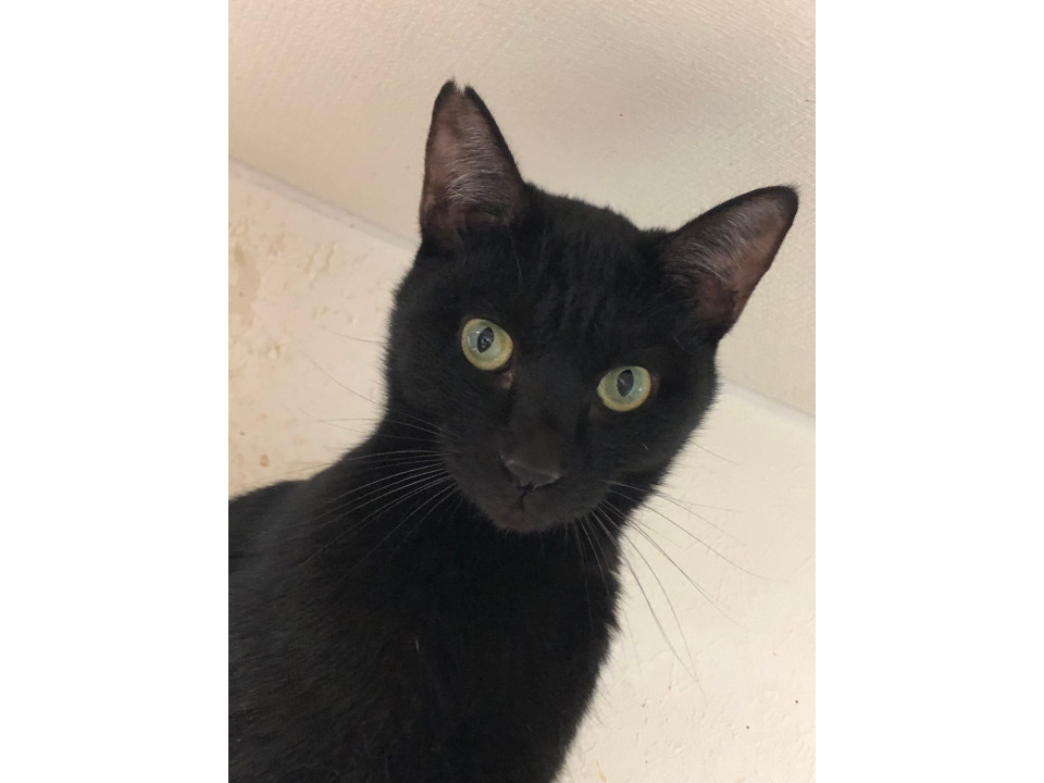 そろっと歩く、静けさが好きな黒猫姫✨