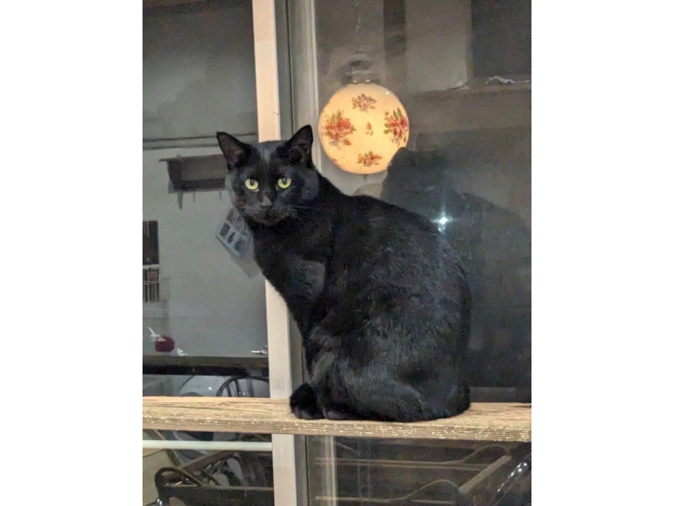 そろっと歩く、静けさが好きな黒猫姫✨