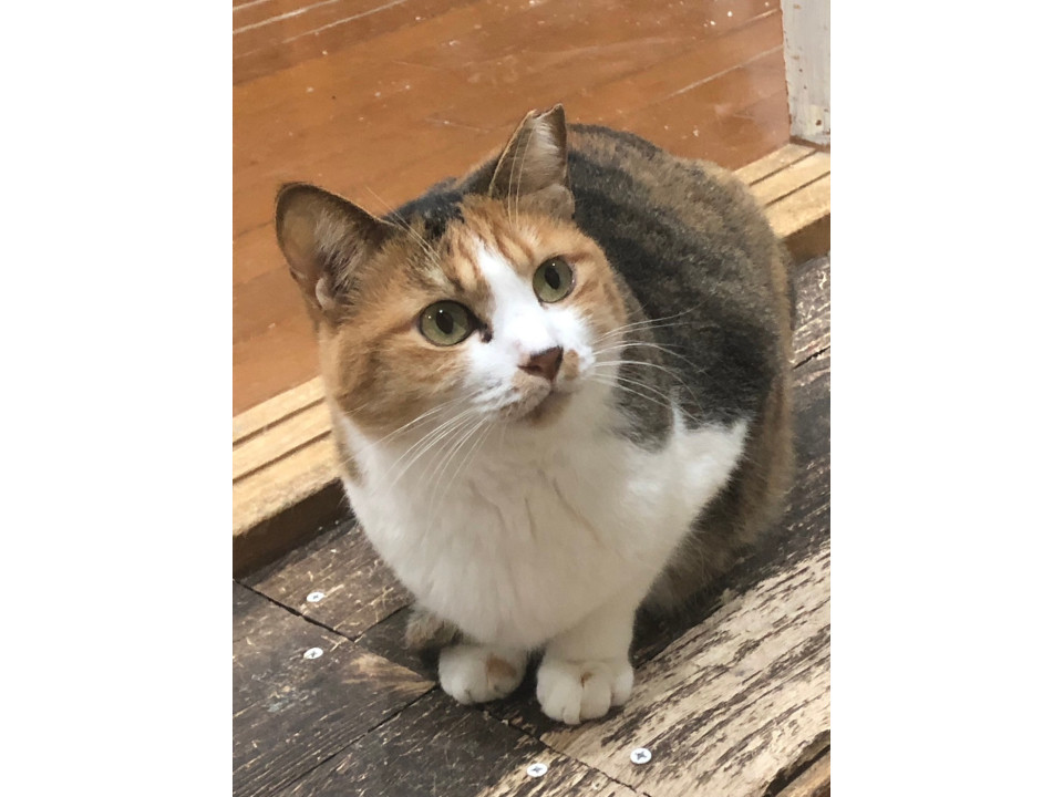 クールビューティーな三毛姫(=^・^=)