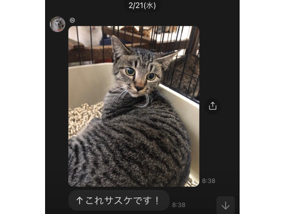 遊びたい気持ち全開!元気印のサバトラ王子