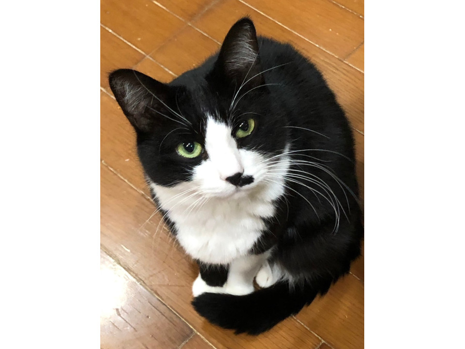 猫界の社交家✨もふもふ白黒ハチワレ女子