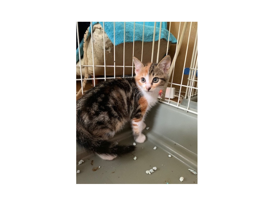 珍しいアメショ風しま三毛