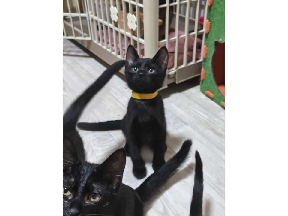 黒猫8兄妹!一番甘えん坊(黄色)