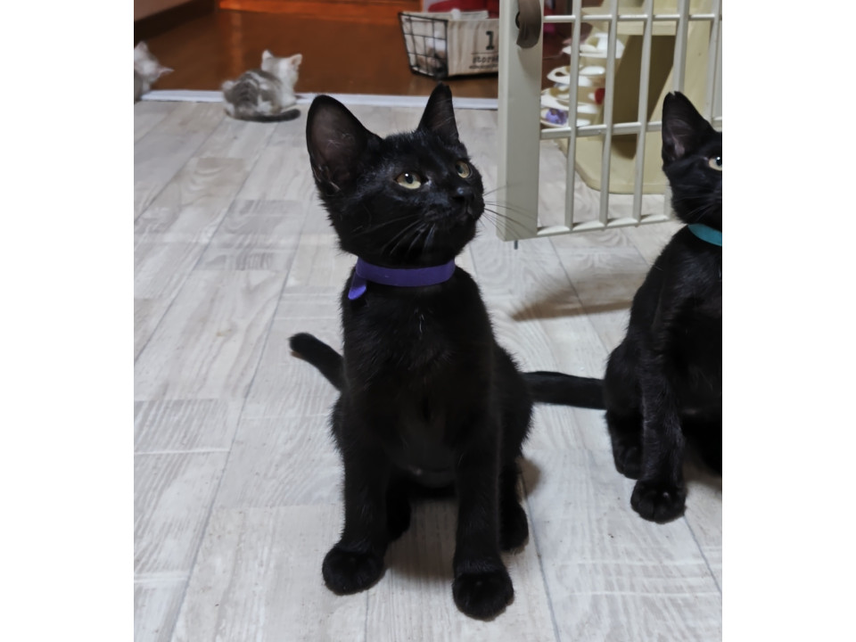 黒猫8兄妹!のんびりマイペース(紫)