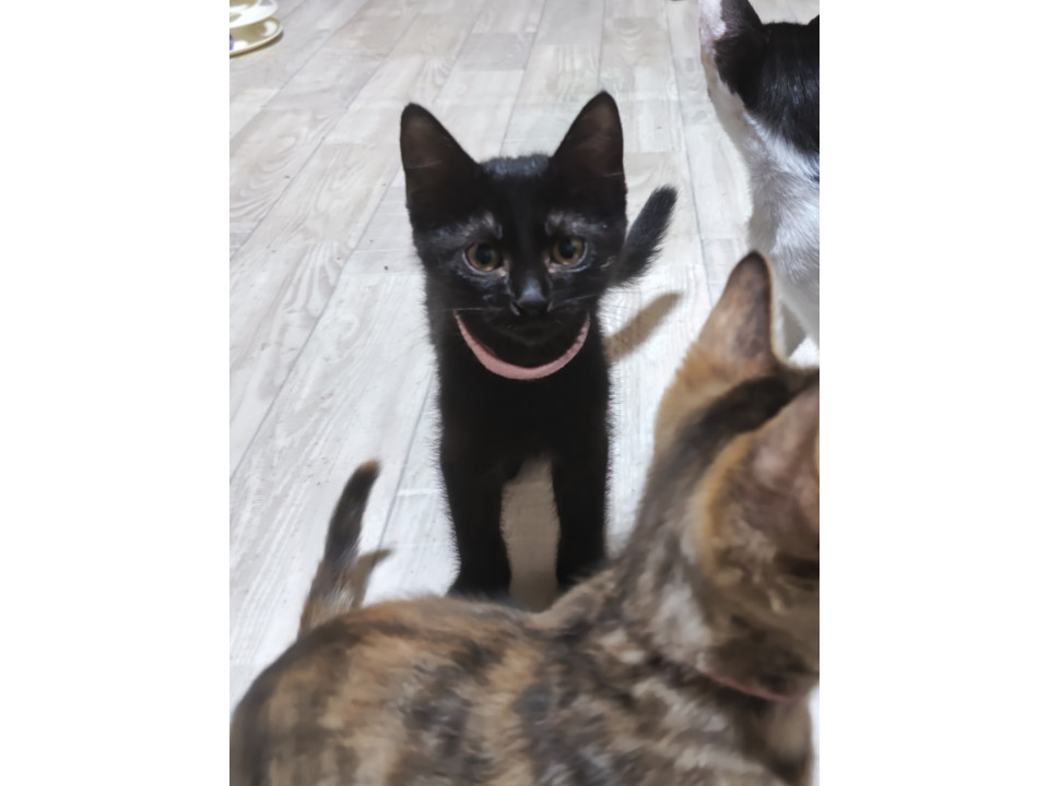 黒猫8兄妹!かまってちゃん(ピンク)