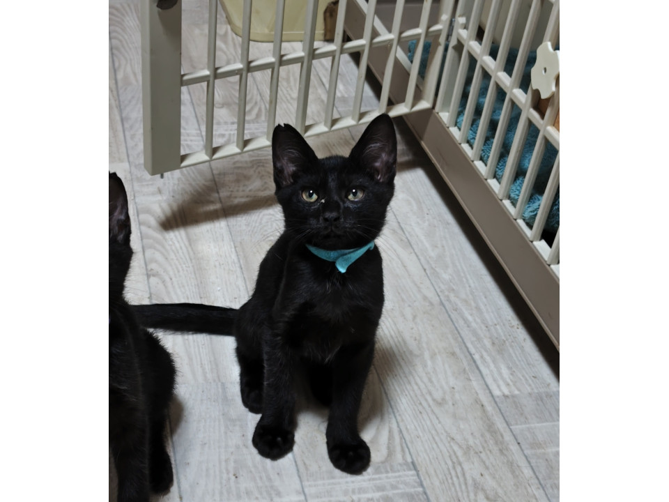 黒猫8兄妹!兄妹で一番強い(水色)