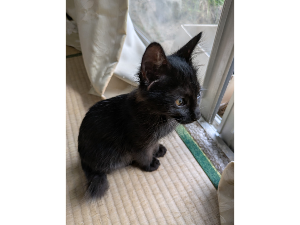 鍵しっぽの人懐っこい黒猫ちゃん