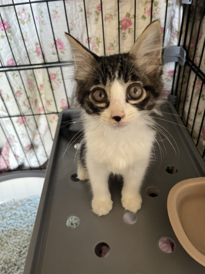 人間大好き❤️わんぱくBOY