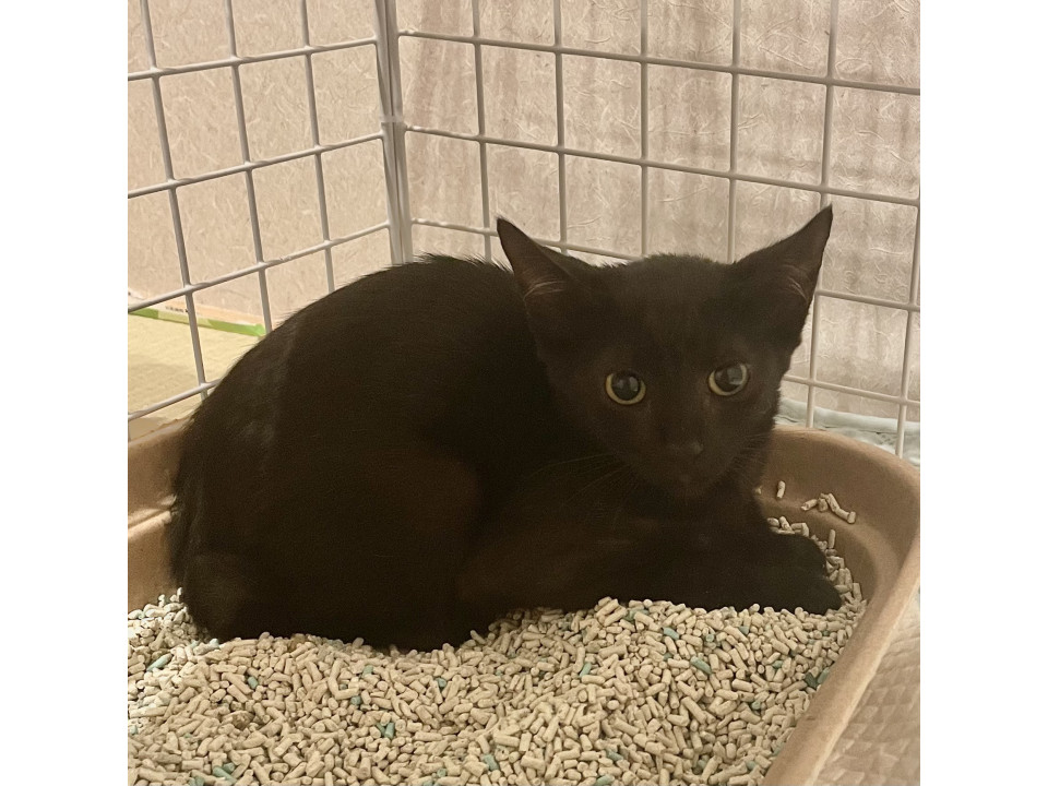 可愛い黒猫の女の子