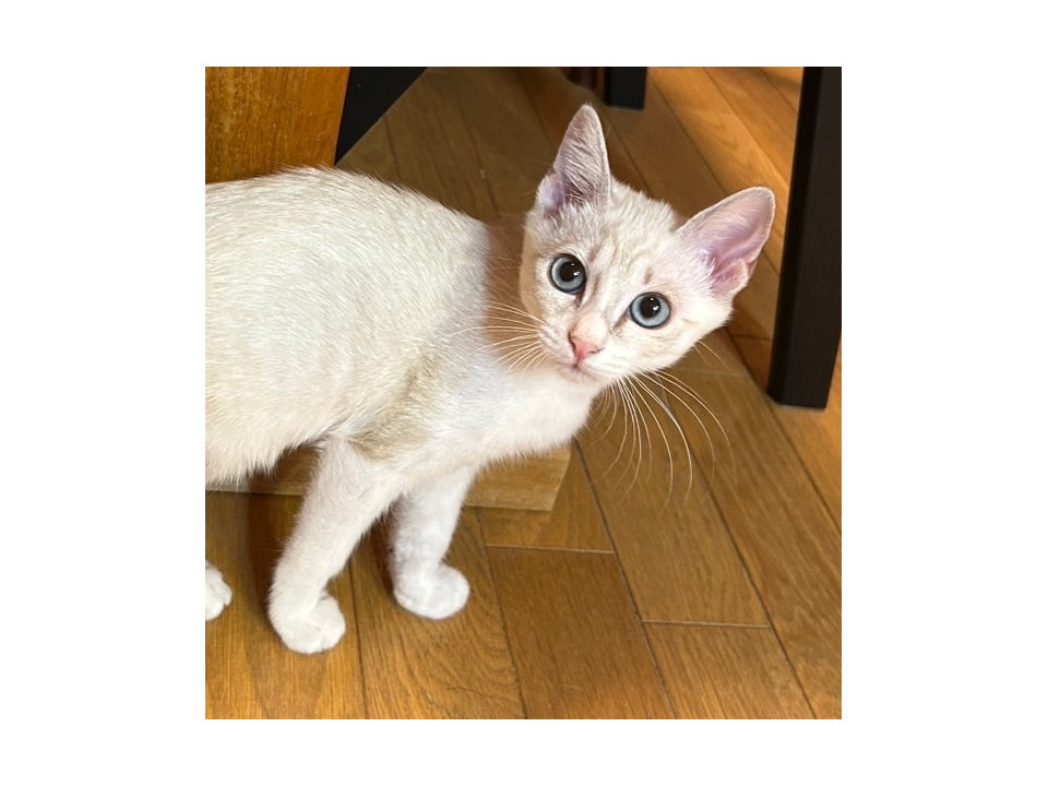 青い目のシャムミックス 4ヶ月
