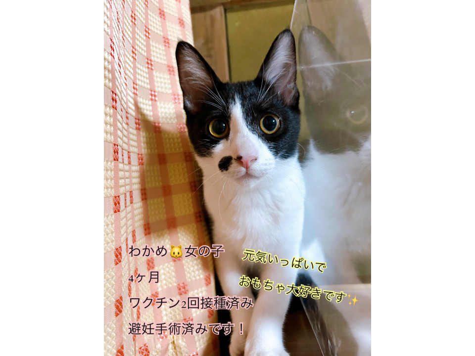 ホクロが可愛い4ヶ月女の子 わかめちゃん