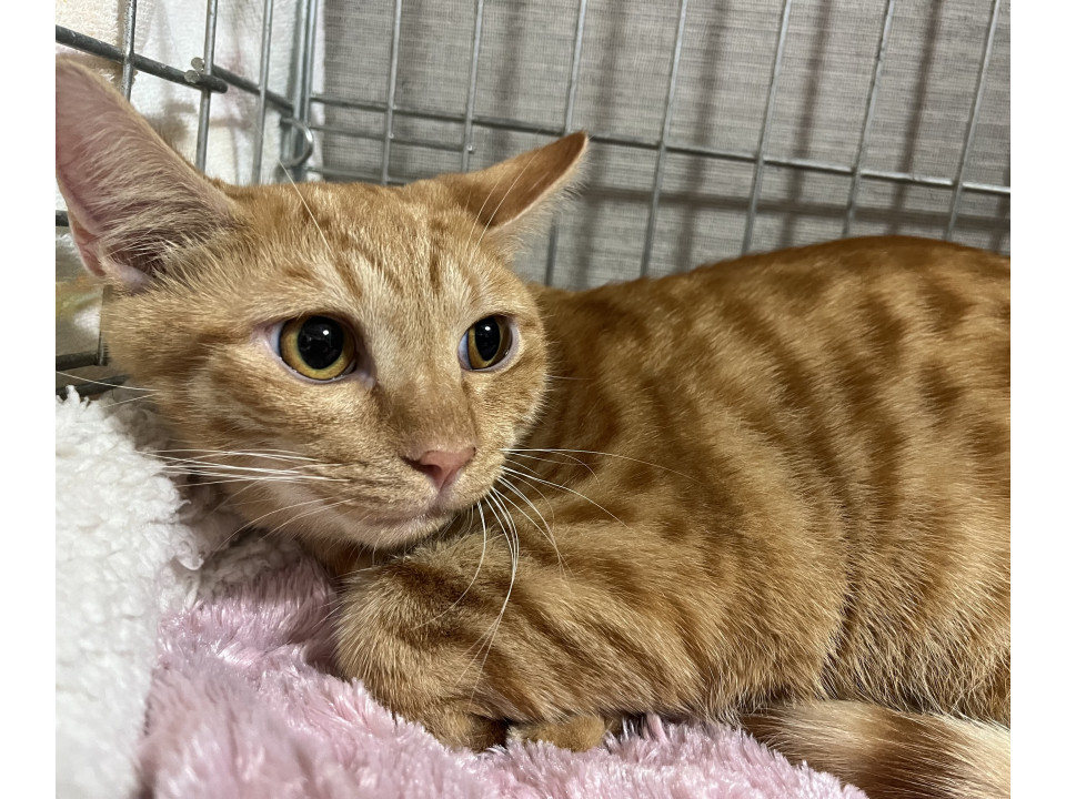 動画あり。譲渡会参加茶トラ去勢済