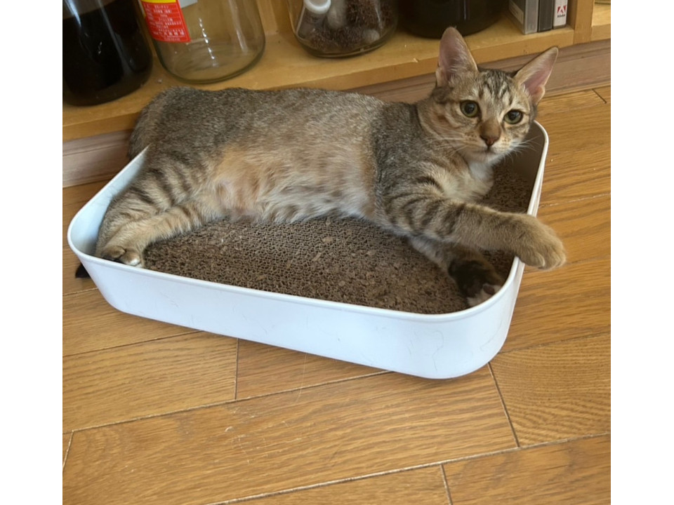 ちょっと垂れ目のシマシマ女子