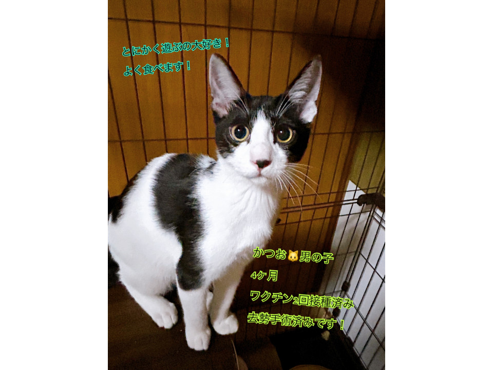 たくましい男の子 4ヶ月 かつおくん