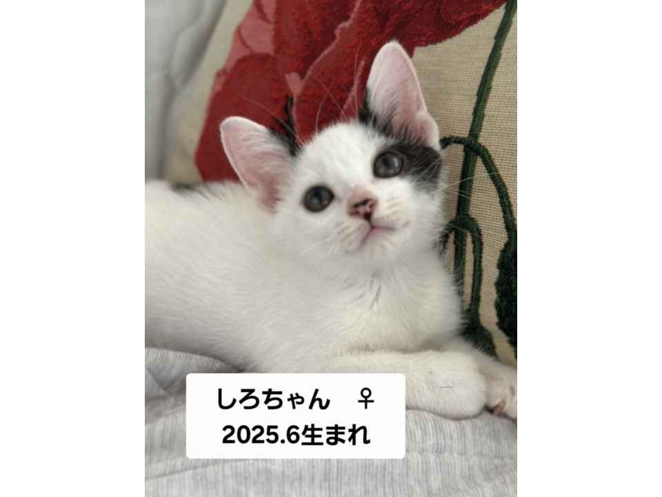 かわいいしろちゃん