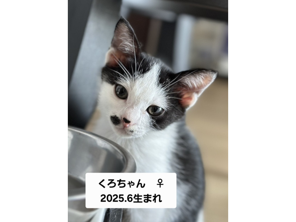 かわいいくろちゃん