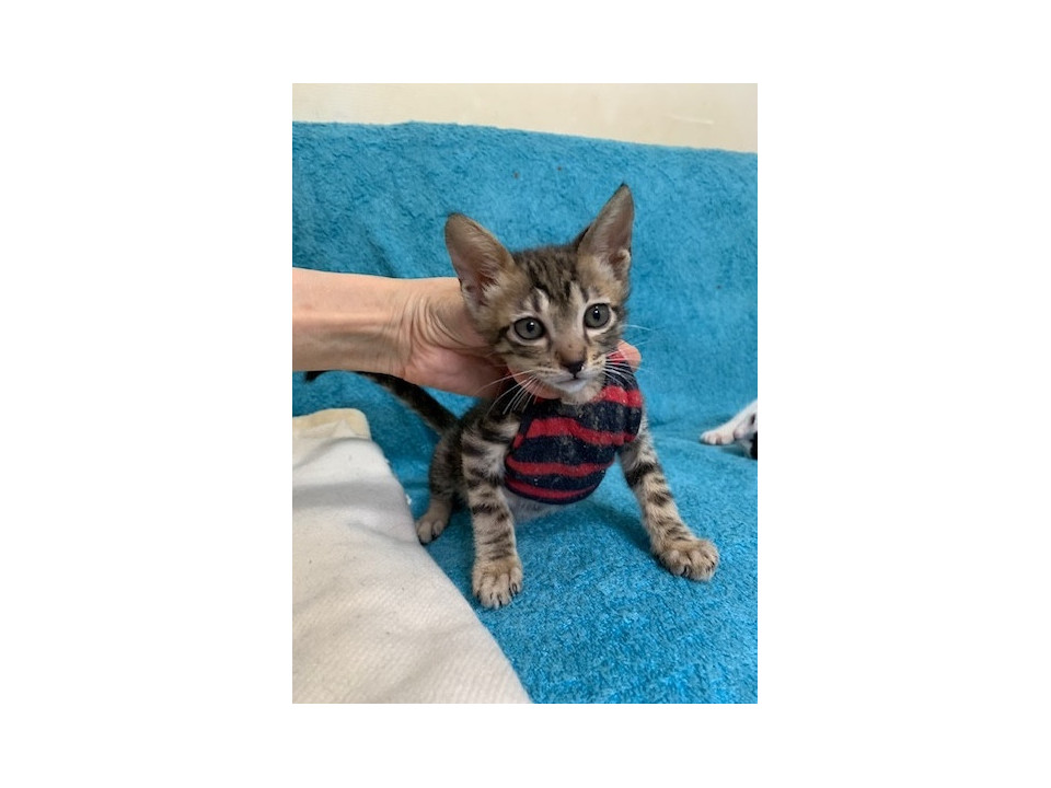 ネチネチ構ってちゃんのキジトラ