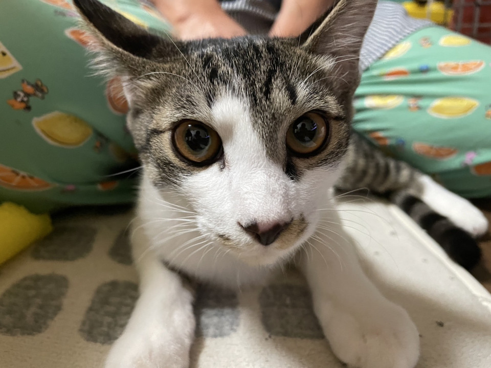 イケメン美猫