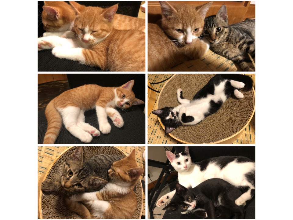 子猫 生後3ヶ月 5匹 秋田県