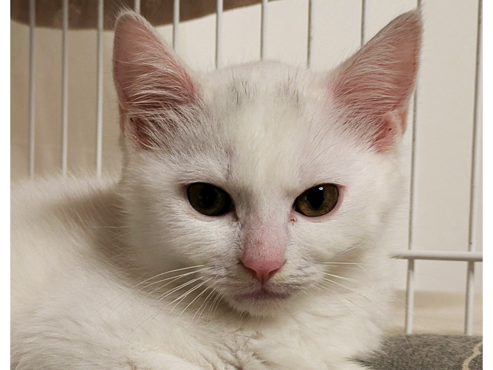 はく♂白猫の兄妹5ヶ月半