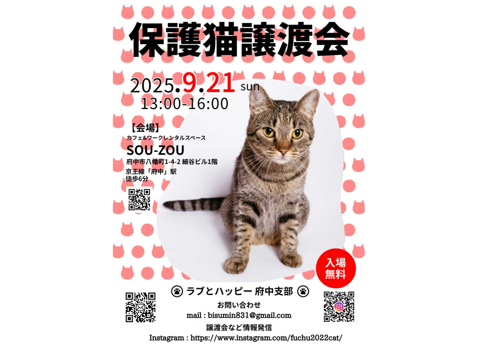 猫]東京都府中市の里親募集 むく♀白猫の兄妹5ヶ月半