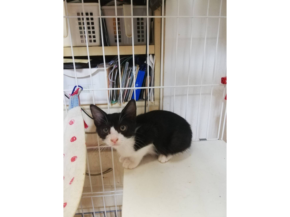 ちびっ子ハチワレちゃん