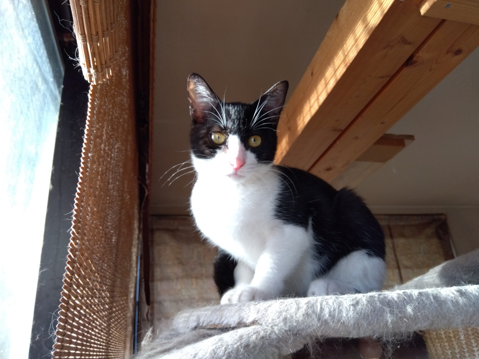 ちびっ子ハチワレちゃん