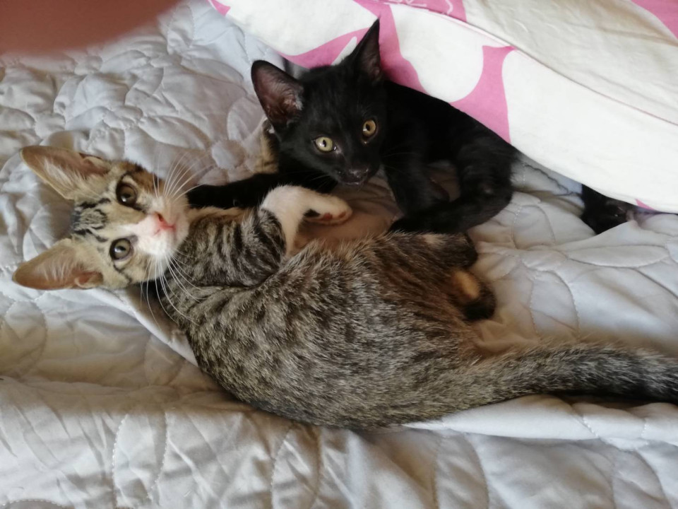 ちびっ子鼻ピンク君