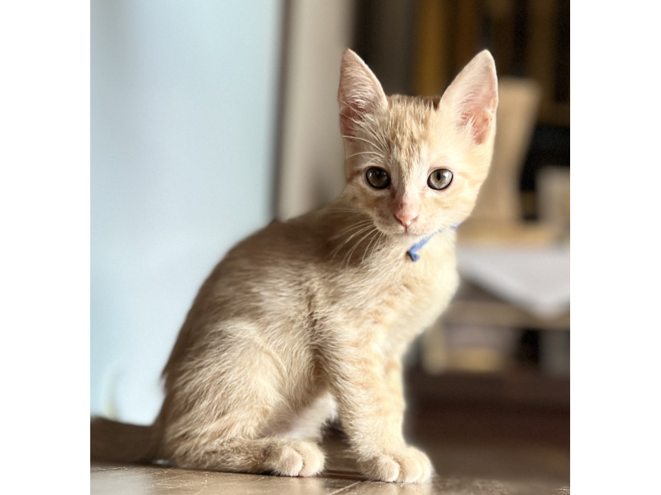 ちょっとビビりの甘えんぼ❤