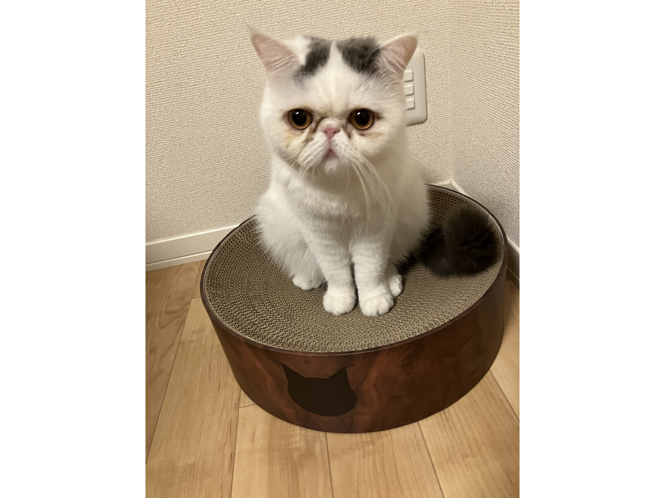 大人しく甘えん坊エキゾのとろろ君