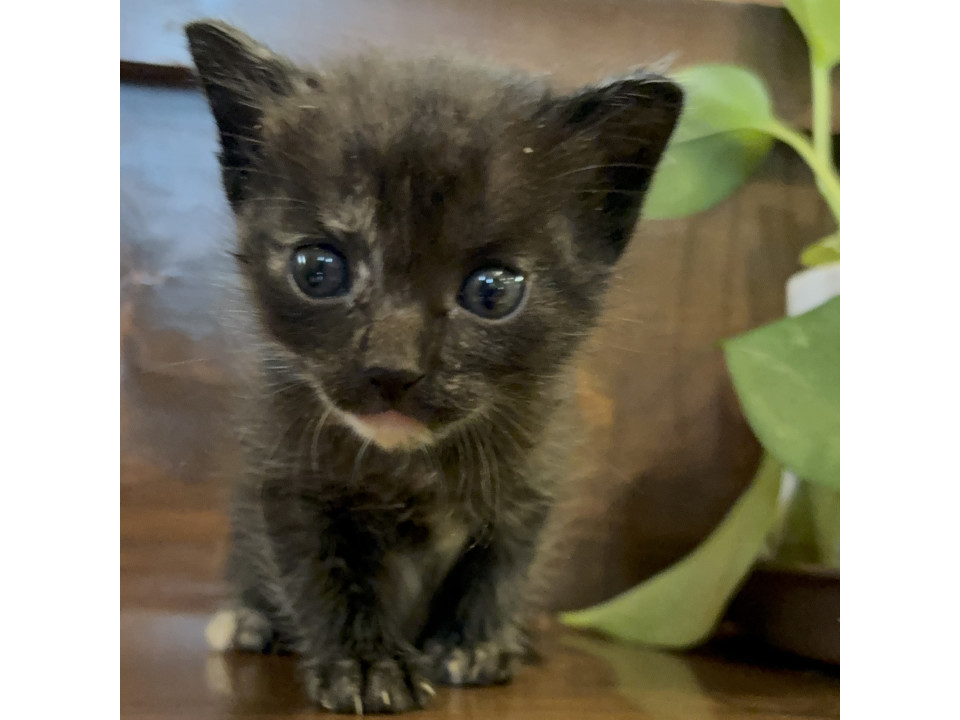 黒猫の『きょ』ちゃん