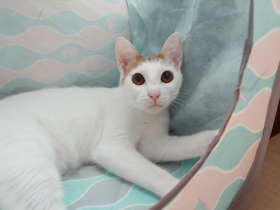 前髪パッツン♪ 元気いっぱい 茶四郎♂