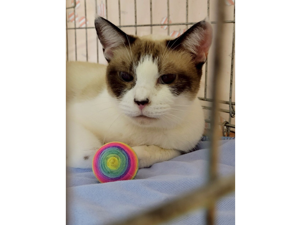 青い瞳が魅力的♡ グラたん♀