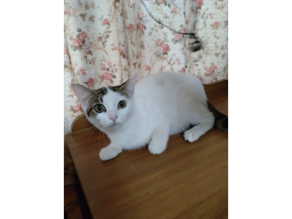 おとなしいようこちゃんです