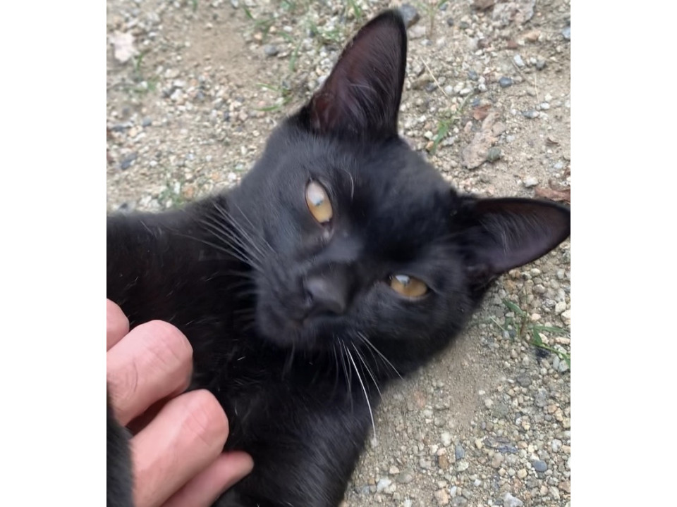 オモチャ大好きロングテール君