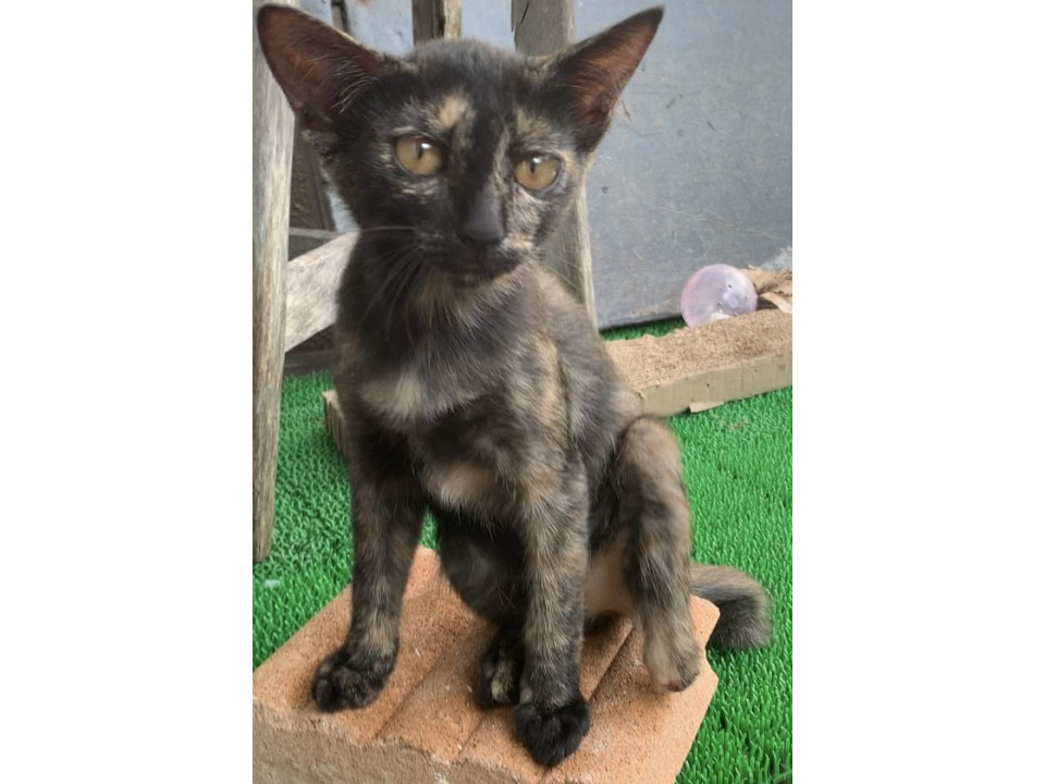 ハンディあるけどキュートなサビ猫ちゃん(