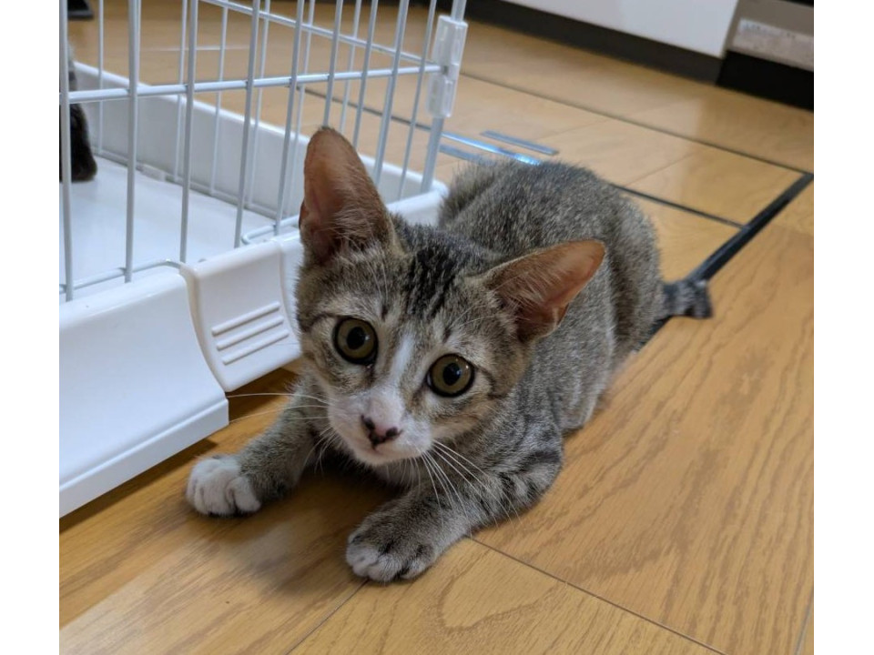 お膝大好き!甘えん坊ボッチ!