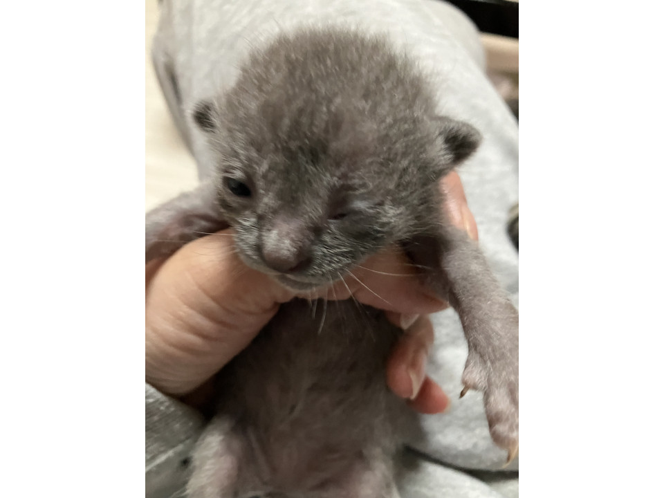 産まれたばかりのの可愛い赤ちゃん猫です