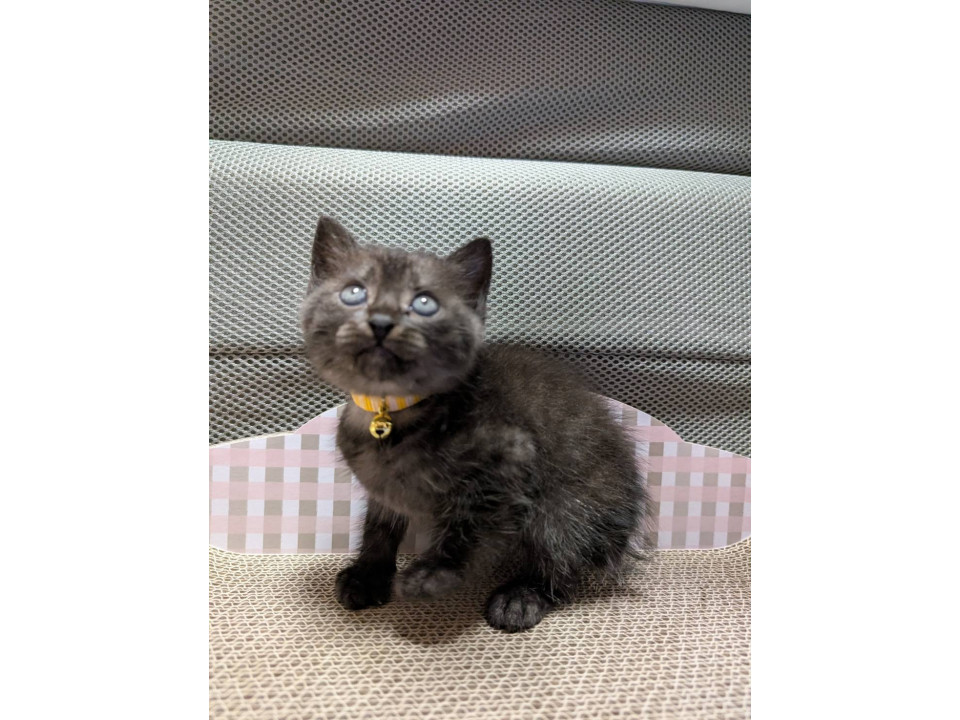 2ヶ月サビ猫あおくん
